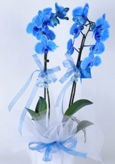 2 dall mavi orkide  Eryaman ieki  iek , ieki , iekilik 