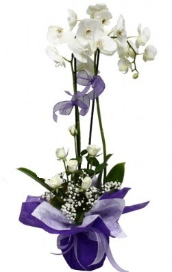 2 dall beyaz orkide 5 adet beyaz gl  Ankara Eryaman iek sat iek siparii 