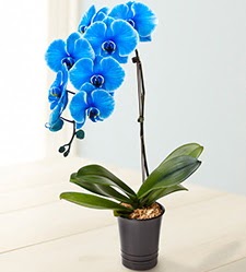 1 dall sper esiz mavi orkide  Eryaman ieki ankaraya iek yolla iekiler 