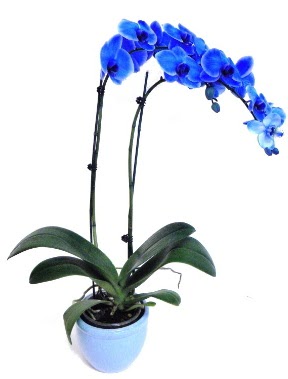 Seramikli 2 dall sper esiz mavi orkide  Eryaman ankaradaki internetten iek siparii 