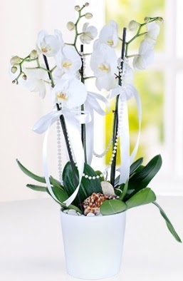 3 dall beyaz orkide  Eryaman online ieki , iek siparii  