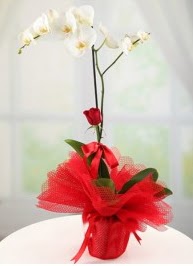 Tek dal beyaz orkide tek dal k�rm�z� g�l  Eryaman �i�ek�i  �i�ek , �i�ek�i , �i�ek�ilik 