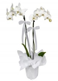 2 dall beyaz orkide  Ankara Eryaman iek siparii vermek 