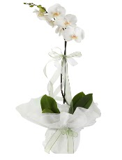 1 dal beyaz orkide iei  ankara ieki Eryaman ieki maazas 
