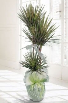 Marginata Tricolor ��l� Saks� bitkisi  ankara �i�ek�i Eryaman �i�ek�i ma�azas� 