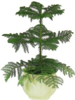 Araucaria Heterophylla i� mekan saks�  Eryaman �i�ek�i ankaraya �i�ek yolla �i�ek�iler 