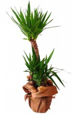 2 li yucca saks� �i�e�i  Eryaman �i�ek�i ankaraya �i�ek yolla �i�ek�iler 