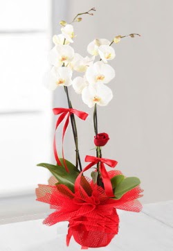 2 dall beyaz orkide ve 1 adet krmz gl  iek yolla Eryaman 14 ubat sevgililer gn iek  