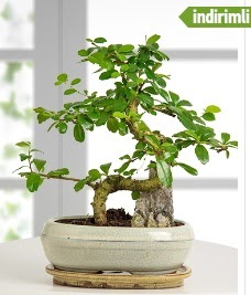 S eklinde ithal gerek bonsai japon aac  Eryaman ieki  iek , ieki , iekilik 