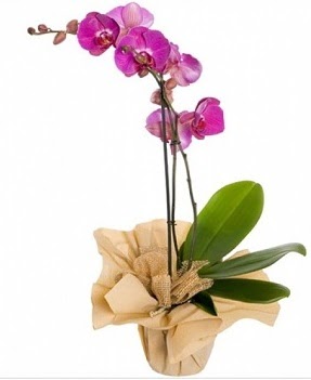 Tek dal mor orkide  Ankara Eryaman yurtii ve yurtd iek siparii 