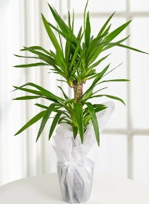 2 li yucca saks� i� mekan bitkisi  Eryaman �i�ek g�nderme sitemiz g�venlidir 