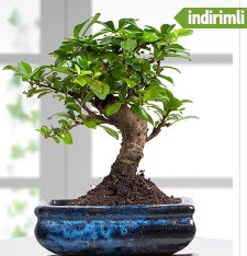 Bonsai japon a�ac�  Eryaman �i�ek g�nderme sitemiz g�venlidir 