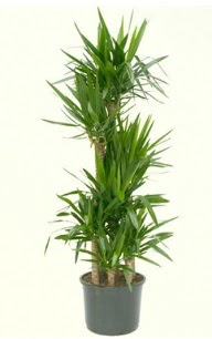 7 li yucca saks� bitkisi  Eryaman ankaradaki internetten �i�ek sipari�i 