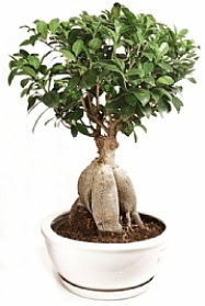 Bonsai japon a�ac� yaprak d�kmeyen  Eryaman online �i�ek�i , �i�ek sipari�i 