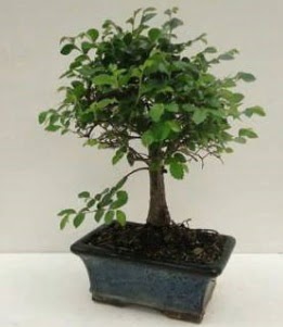 Bonsai saks� bitkisi japon a�ac�  �i�ek yolla Eryaman 14 �ubat sevgililer g�n� �i�ek 
