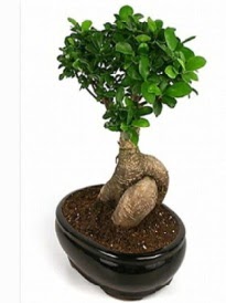 Bonsai saks� bitkisi japon a�ac�  Eryaman �i�ek�i telefonlar� eryaman �i�ek 