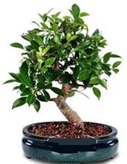 5 yanda japon aac bonsai bitkisi  iek yolla Eryaman 14 ubat sevgililer gn iek 