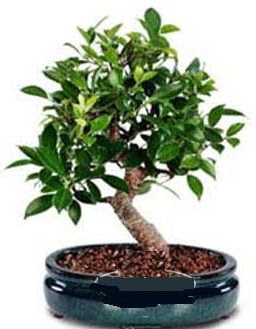 5 ya��nda japon a�ac� bonsai bitkisi  �i�ek yolla Eryaman 14 �ubat sevgililer g�n� �i�ek 