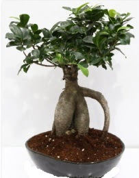 5 yanda japon aac bonsai bitkisi  Eryaman ieki  iek , ieki , iekilik 