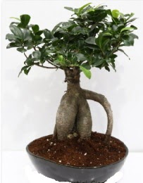 5 ya��nda japon a�ac� bonsai bitkisi  Eryaman �i�ek�i  �i�ek , �i�ek�i , �i�ek�ilik 
