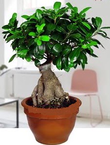 5 yanda japon aac bonsai bitkisi  Ankara Eryaman iek maazas , ieki adresleri 