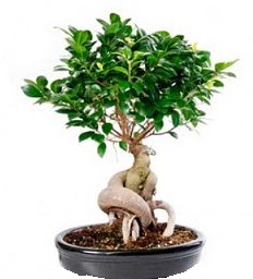 Bonsai Japon a�ac� saks� bitkisi  Eryaman �i�ek�iler �i�ek online �i�ek sipari�i 