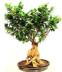 Bonsai Japon a�ac� saks� bitkisi  Eryaman �i�ek�i telefonlar� eryaman �i�ek 