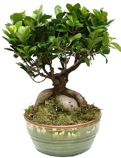 Japon a�ac� bonsai saks� bitkisi  Eryaman �i�ek yolla , �i�ek g�nder , �i�ek�i  