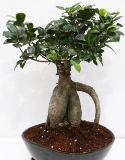Japon a�ac� bonsai saks� bitkisi  Eryaman online �i�ek�i , �i�ek sipari�i 