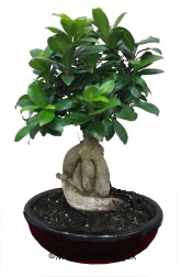 Japon aac bonsai saks bitkisi  Ankara Eryaman iek yolla 