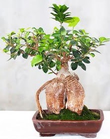 Japon a�ac� bonsai saks� bitkisi  Ankara Eryaman �i�ek yolla 
