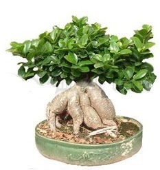 Japon a�ac� bonsai saks� bitkisi  Eryamandaki �i�ek�iler kaliteli taze ve ucuz �i�ekler 