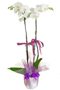 2 dall beyaz orkide sat  Eryaman iek gnderme sitemiz gvenlidir 