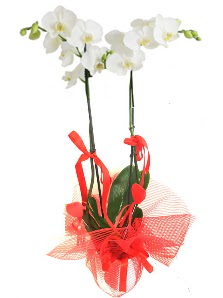 2 dall beyaz orkide bitkisi  Ankara Eryaman hediye sevgilime hediye iek 