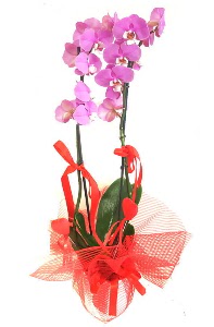 2 dall� mor orkide bitkisi  Eryaman �i�ek g�nderme sitemiz g�venlidir 