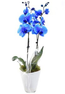 2 dall AILI mavi orkide  Eryaman iek gnderme sitemiz gvenlidir 