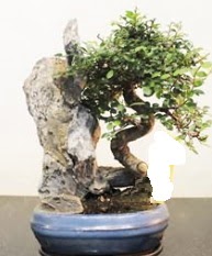 Japon aac bonsai saks bitkisi sat  Eryaman ieki  iek , ieki , iekilik 
