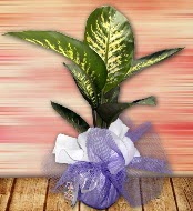 Orta boy Tropik saks bitkisi orta boy 65 cm  Eryaman ankaradaki internetten iek siparii 