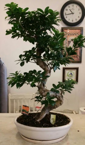 100 cm y�ksekli�inde dev bonsai japon a�ac�  Eryaman �i�ek yolla , �i�ek g�nder , �i�ek�i  