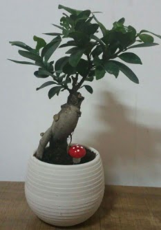 Bonsai japon a�ac� saks� �i�e�i  Ankara Eryaman yurti�i ve yurtd��� �i�ek sipari�i 
