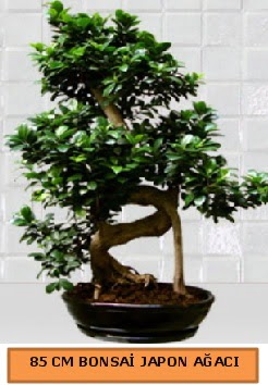 85 CM Japon a�ac� Bonsai saks� bitkisi  Ankara Eryaman �i�ek yolla 