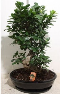 75 CM Ginseng bonsai Japon aac  Eryaman iek gnderme online ieki 