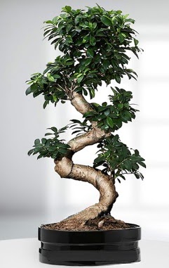 90 CM Japon A�ac� Bonsai saks� �i�e�i  Ankara Eryaman �i�ek sipari�i vermek 
