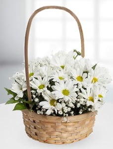 Sepet i�erisinde papatya �i�e�i  Eryaman �i�ek�iler �i�ek online �i�ek sipari�i 