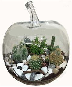 Terrarium tanzim elma camda 5 kakt�s  Eryaman �i�ek�i telefonlar� eryaman �i�ek 
