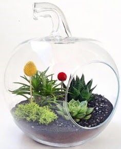 Elma Terrarium orta boy 5 kakt�s  Eryaman �i�ek�i  �i�ek , �i�ek�i , �i�ek�ilik 