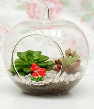 K���k elma terrarium 3 kakt�s  Ankara Eryaman �i�ek ma�azas� , �i�ek�i adresleri 