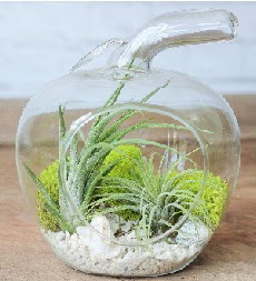 Elma terrarium k���k boy 2 kakt�s  Eryaman Ankara ucuz �i�ek g�nder 
