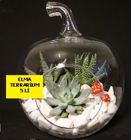 5 kakt�sl� Elma terrarium orta boy  Ankara Eryaman �i�ek ma�azas� , �i�ek�i adresleri 
