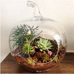 Orta boy elma terrarium 3 kakt�sl�  Eryaman �i�ek�i  �i�ek , �i�ek�i , �i�ek�ilik 